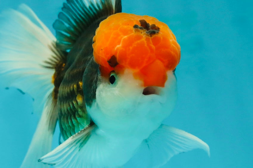 A Grade Red Head Tricolor Oranda Male 5.5 inches #112224OR_10