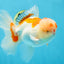 AAA JUMBO Grade Red White Oranda Male 6.5 inches #051625OR_33