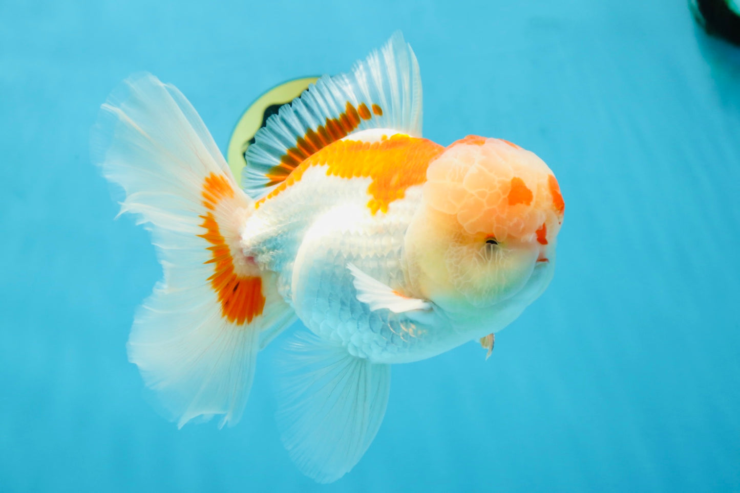 AAA JUMBO Grade Red White Oranda Male 6.5 inches #051625OR_33