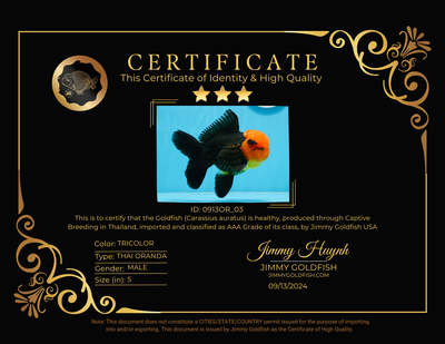 [FREE SHIPPING] Handcrafted Red Head Oranda Goldfish Painting – One-of-a-Kind Artwork from Jimmy’s Collection