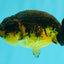 Apache Lionchu Female 4-4.5 inches #070326LC_31