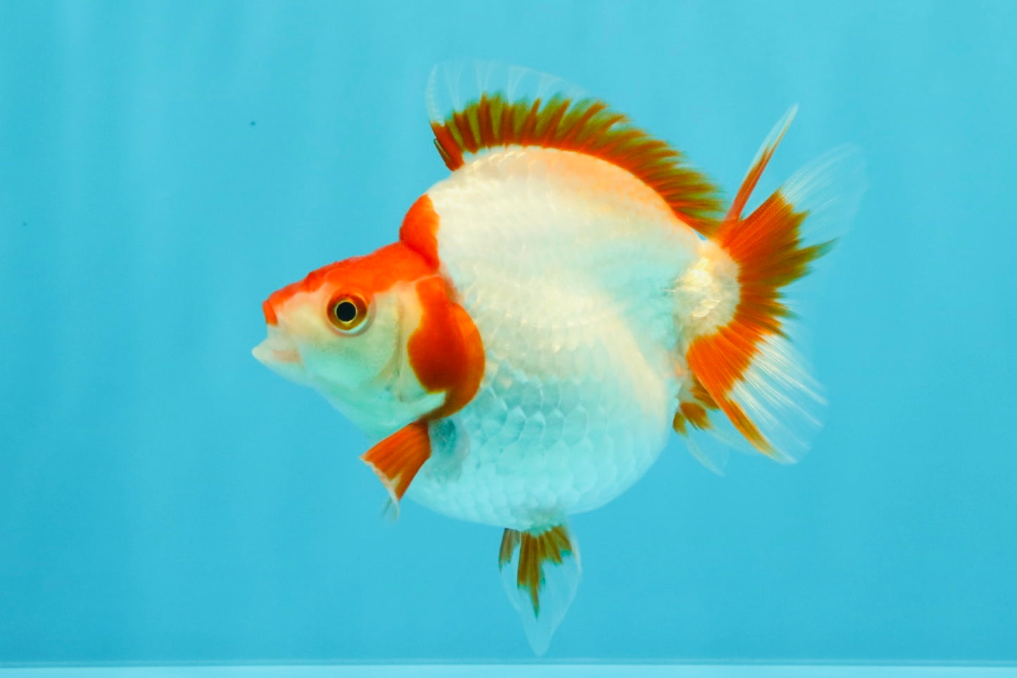 AAA Grade Red White Ryukin Female 4-4.5 inches #030626RK_15