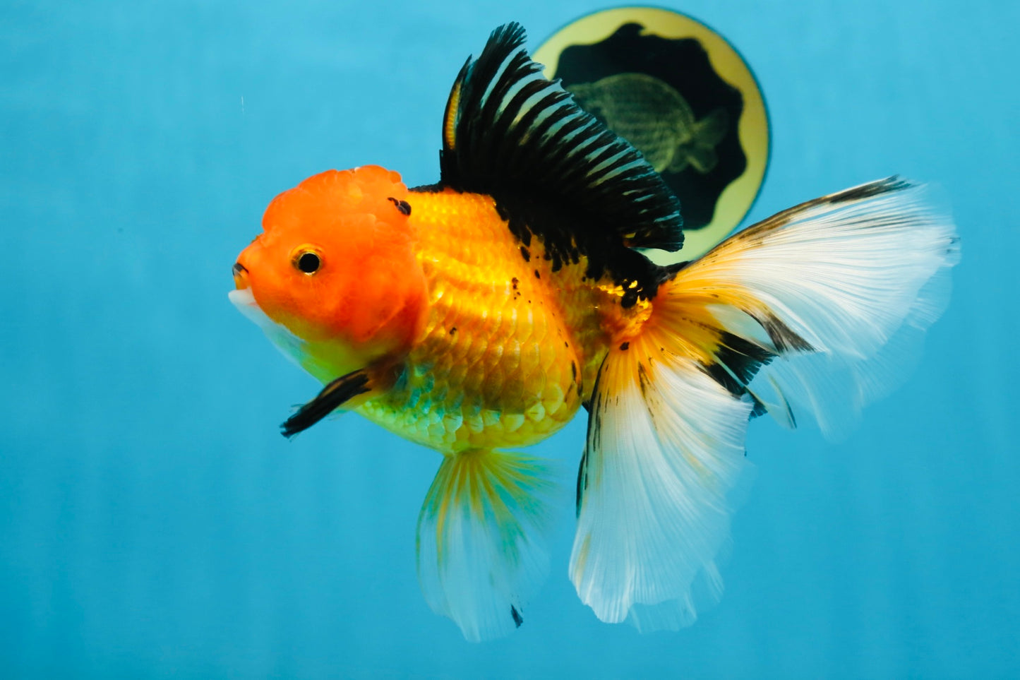 SPECIAL Apache Oranda Female 6 inches #091225OR_17