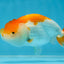 Red White Lionchu Female 4 inches #121925LC_04