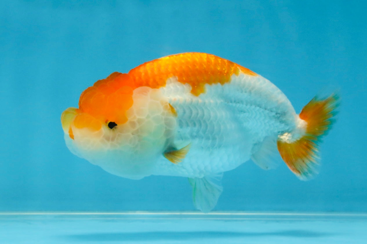 Red White Lionchu Female 4 inches #121925LC_04