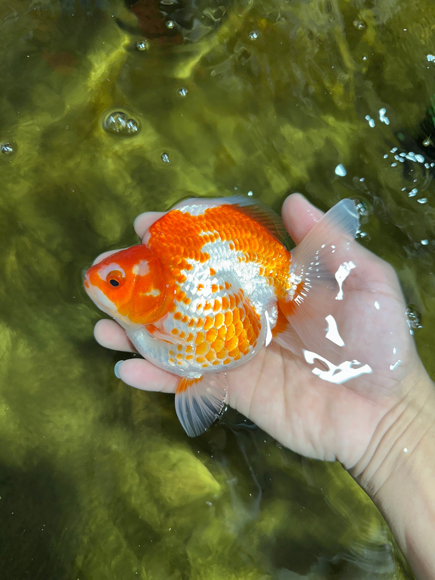 A GRADE Polkadot Red White Ryukin Female 5 inches #050925RK_19