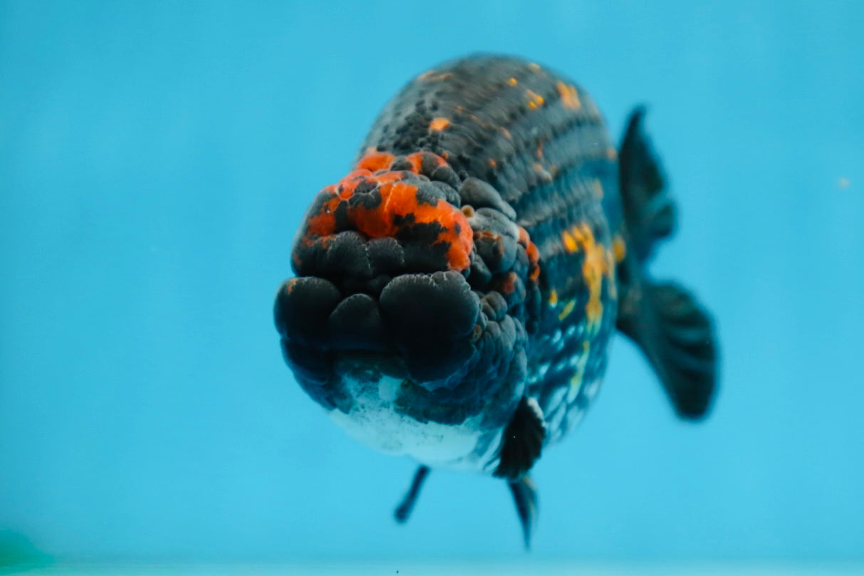 AAA Grade SPECIAL Tiger LionKing 5 inches #082925LC_02