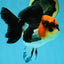 Unique A Grade Tricolor Oranda Female 4.5 inches #042525OR_05