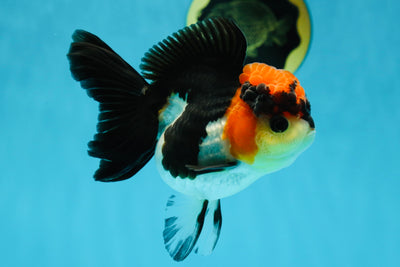 Unique A Grade Tricolor Oranda Female 4.5 inches #042525OR_05