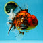 AAA Grade Young Godzilla Tiger Oranda Male 6 inches #080125OR_11