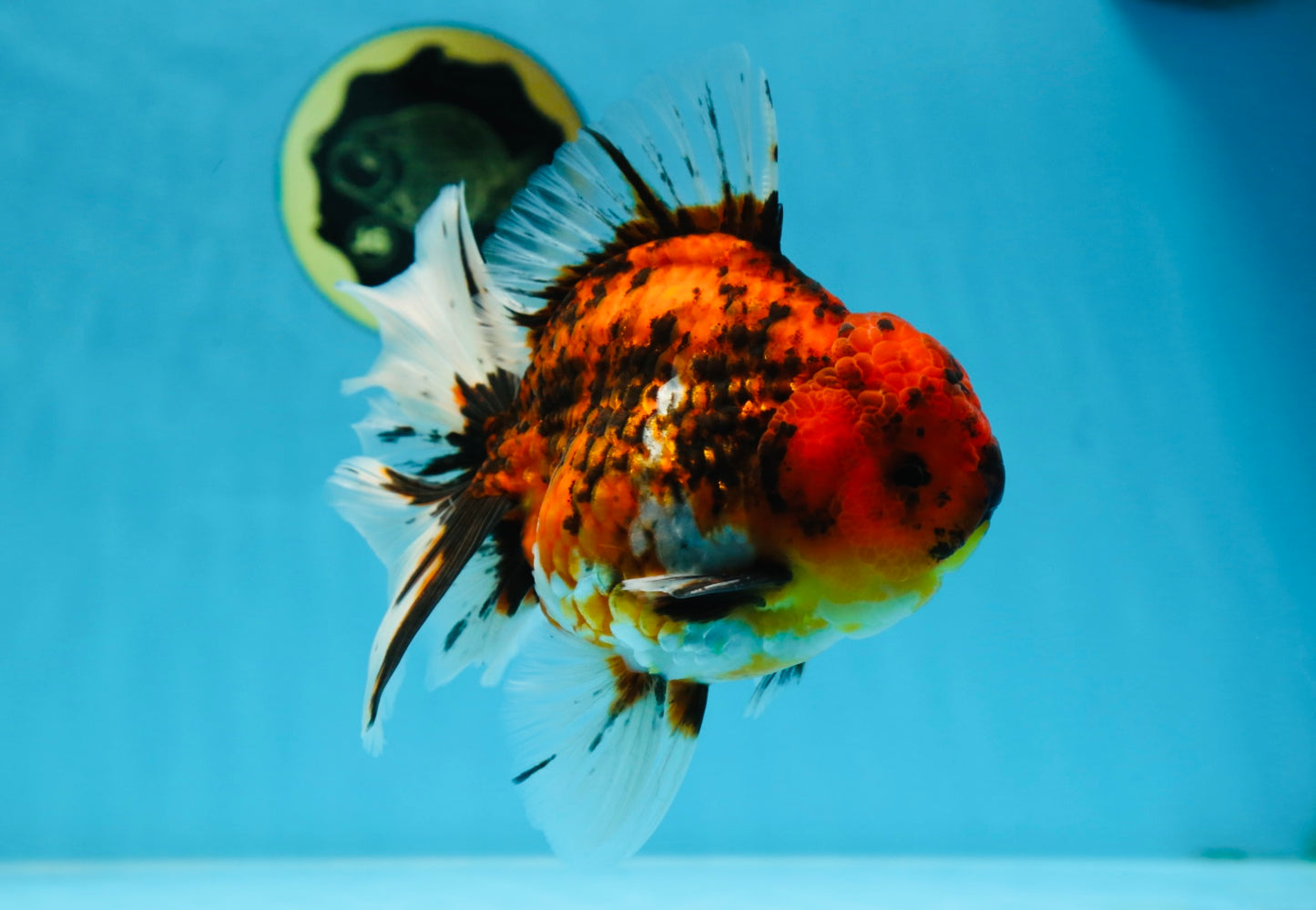 AAA Grade Young Godzilla Tiger Oranda Male 6 inches #080125OR_11