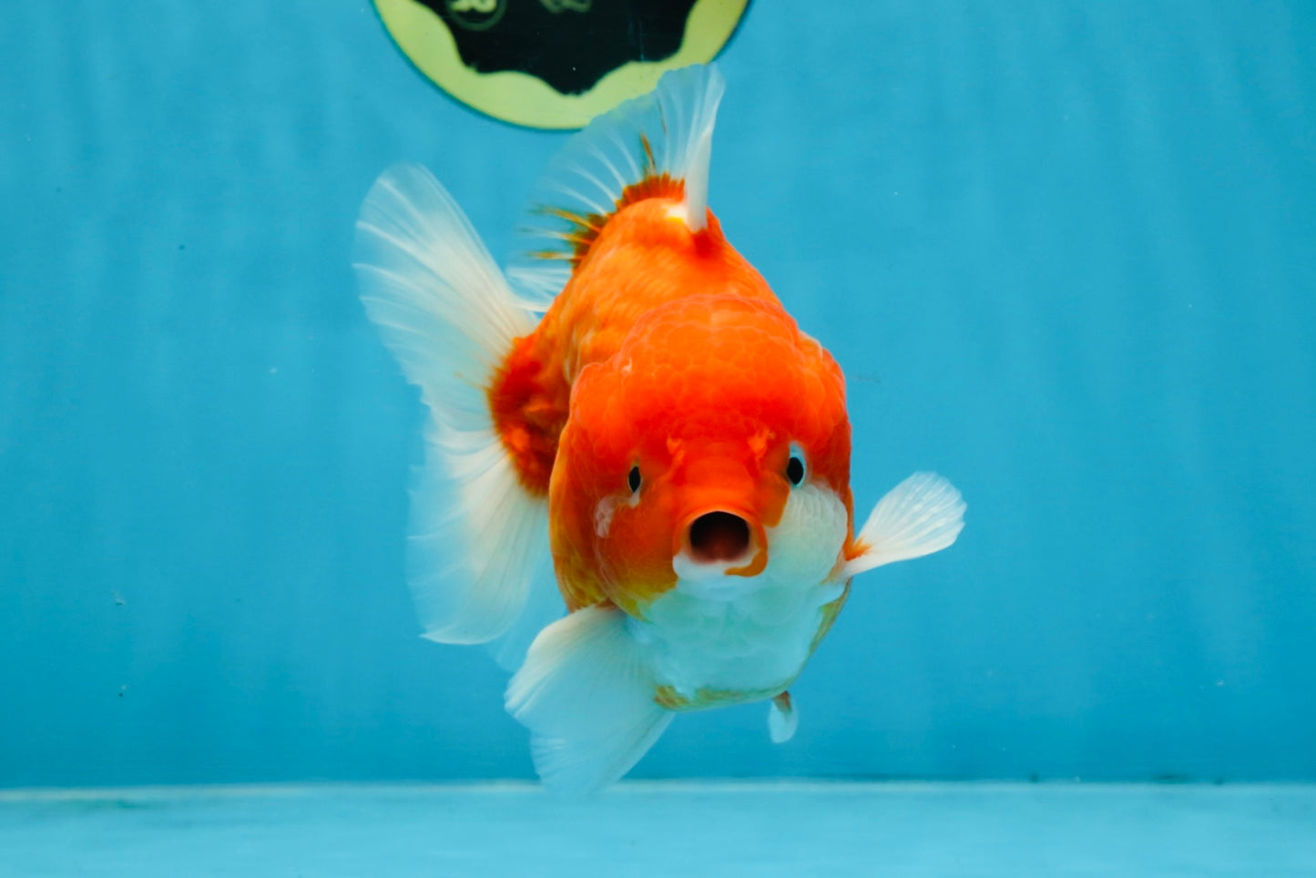 A Grade Red Sakura Yuanbao Male 4.5 inches #103125YB_30