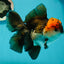 A Grade Lava Head Tricolor Oranda Male 5.5 inches #110824OR_07