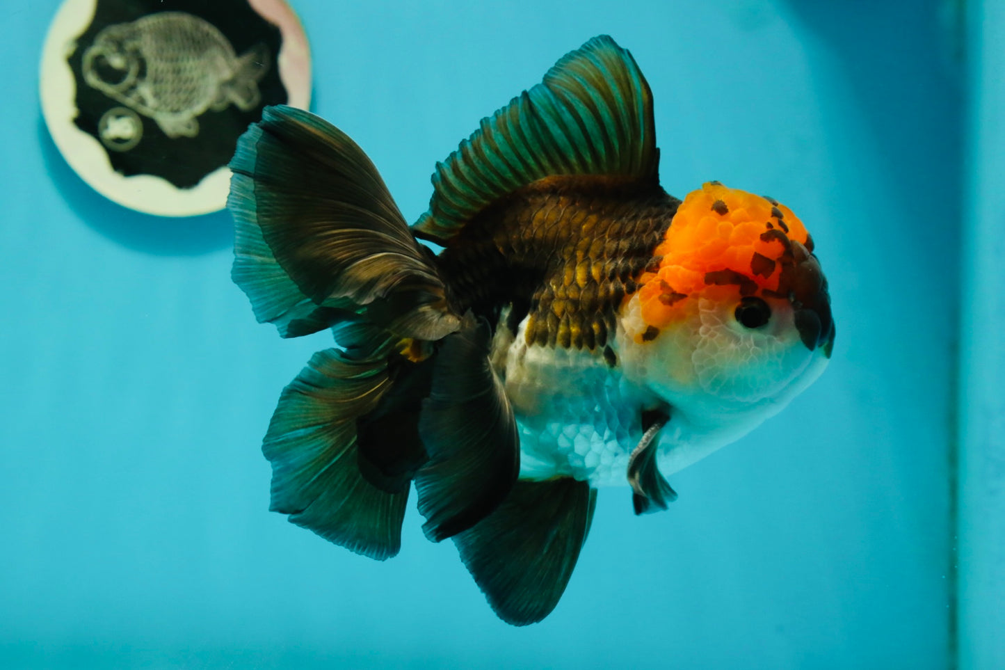 A Grade Lava Head Tricolor Oranda Male 5.5 inches #110824OR_07