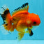 A Grade Red White Oranda Male 5.5 inches #040326OR_12