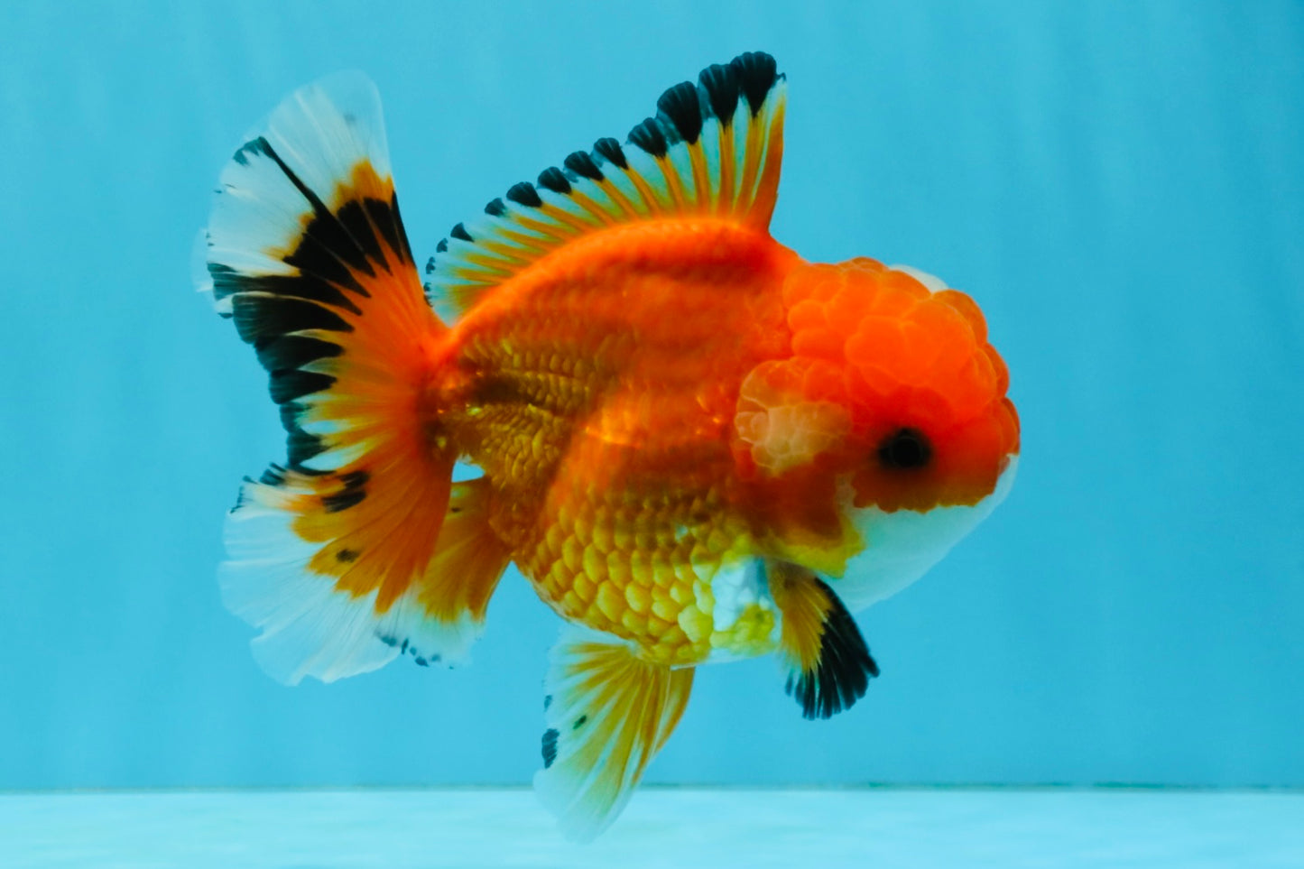 A Grade Red White Oranda Male 5.5 inches #040326OR_12