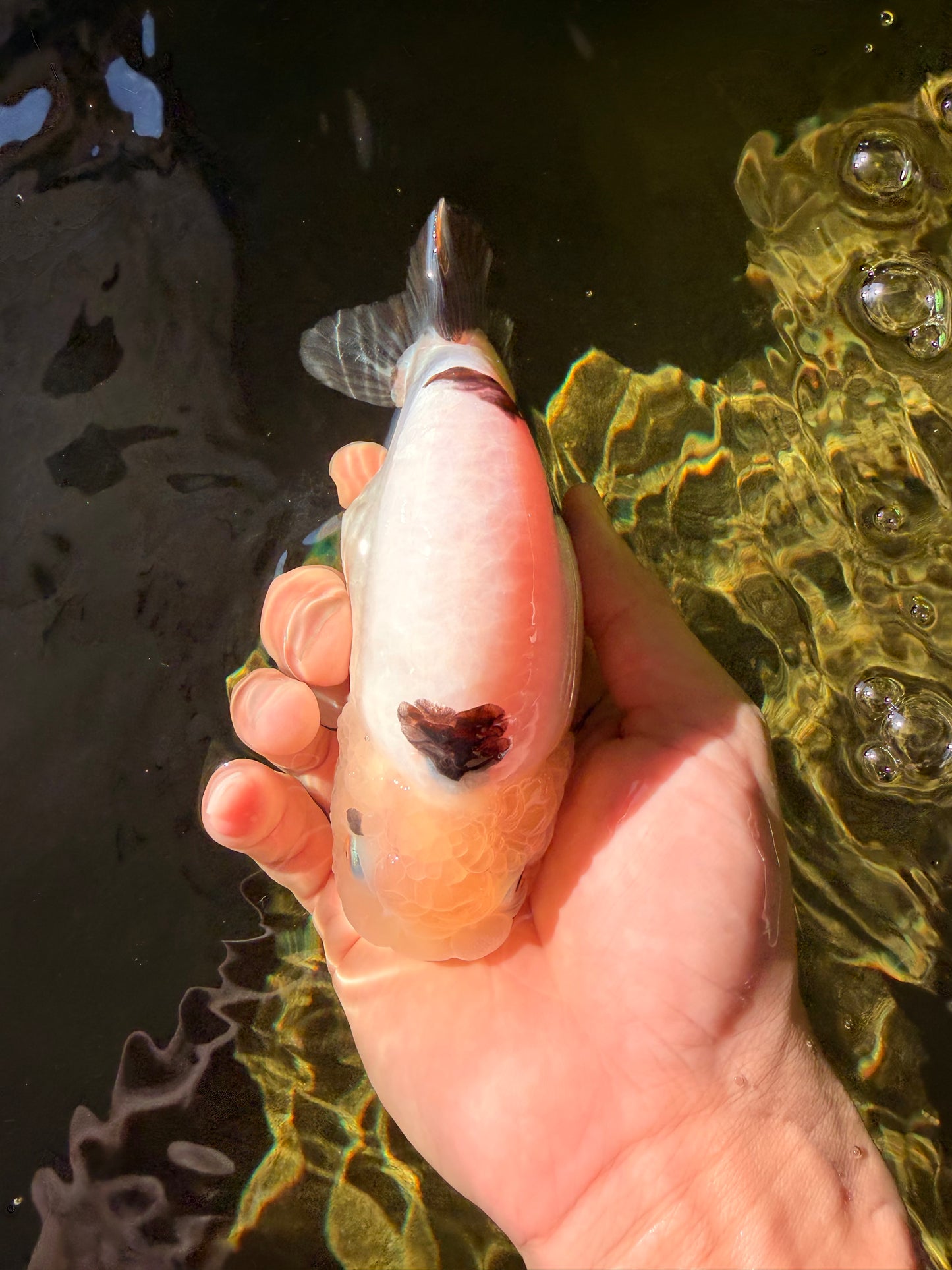 Cow Chinese Ranchu Female 5.5 inches #032026RC_29