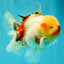 CHUNKY AAA Grade Sakaru Oranda Male 6 inches #092526OR_03
