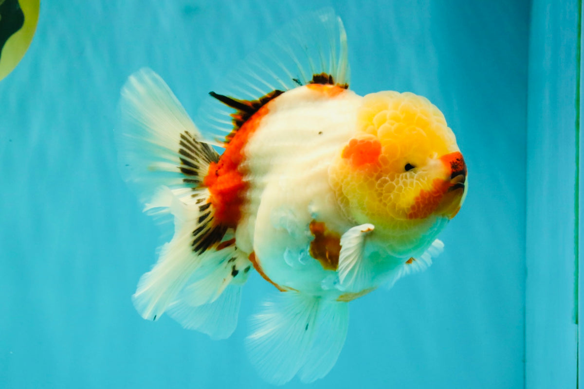 CHUNKY AAA Grade Sakaru Oranda Male 6 inches #092526OR_03