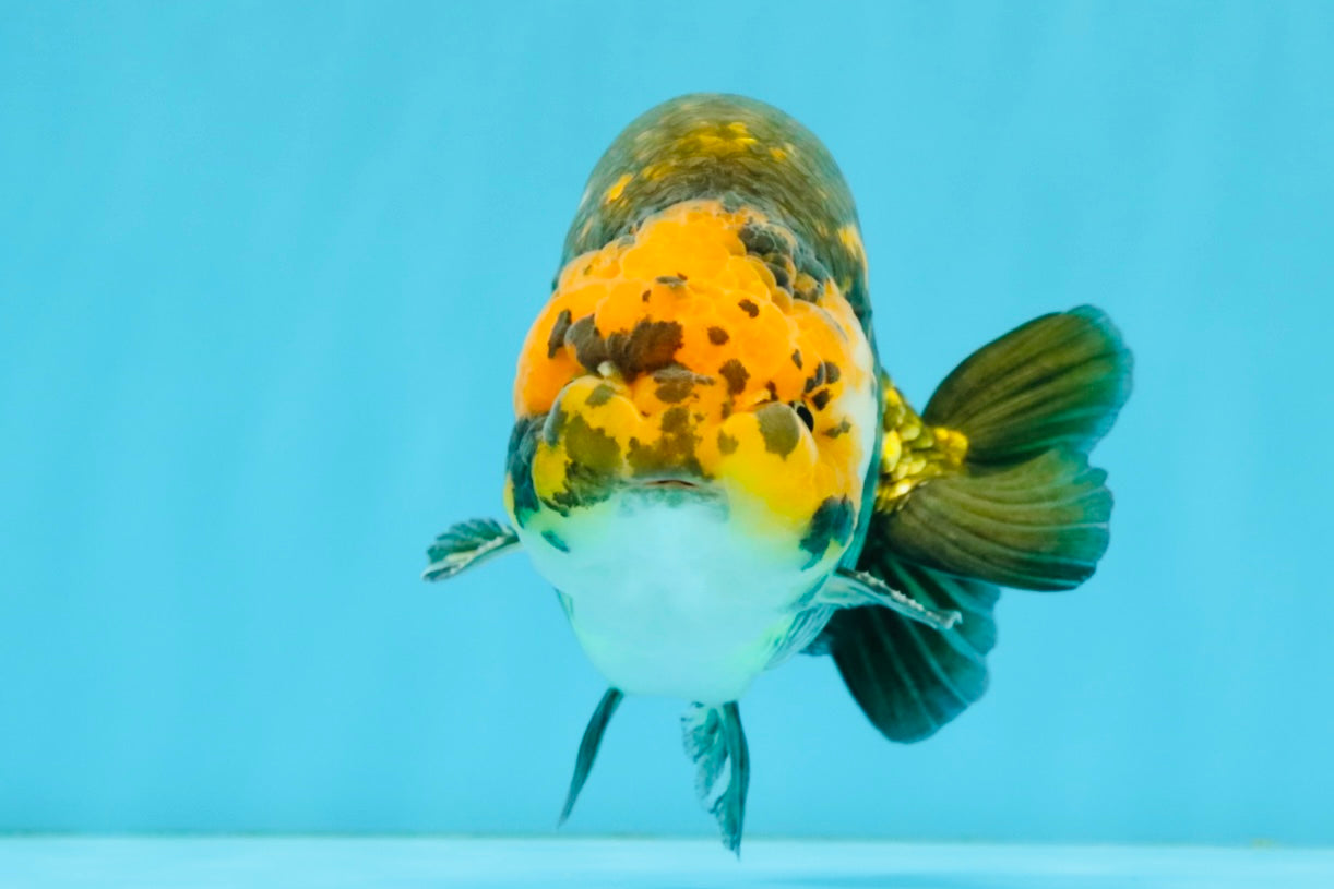 Chinese Apache Ranchu Male 6 inches #041026RC_22