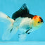 A Grade Angry Bird Tricolor Oranda Male 4.5-5 inches #053025OR_14