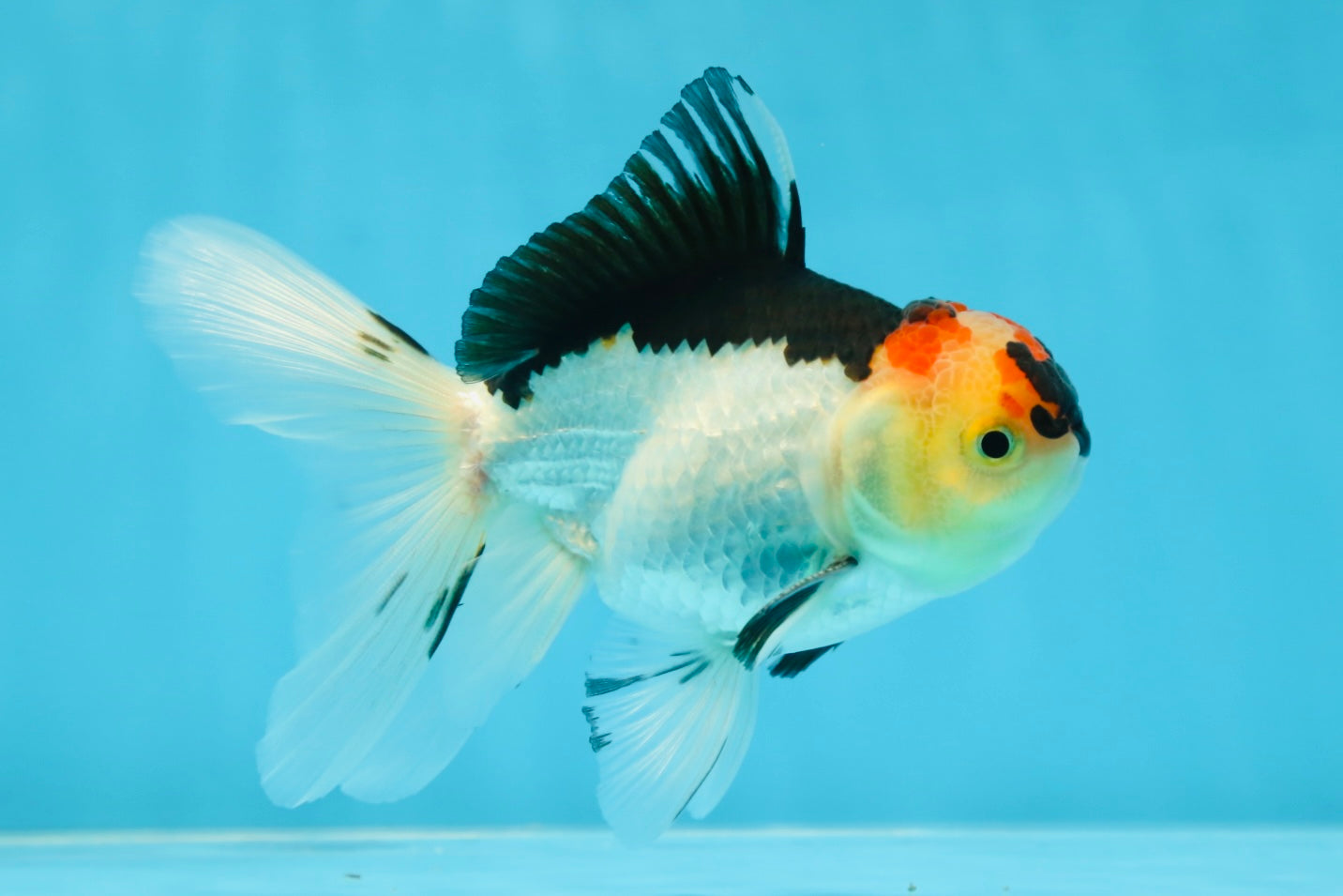 A Grade Angry Bird Tricolor Oranda Male 4.5-5 inches #053025OR_14