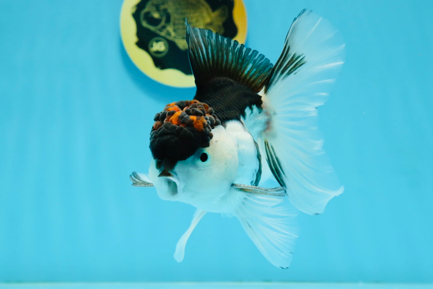 A Grade Tricolor Oranda Male 4.5-5 inches #112924OR_15