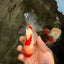 A Grade Red White Oranda Female 5.5 inches #061926OR_15