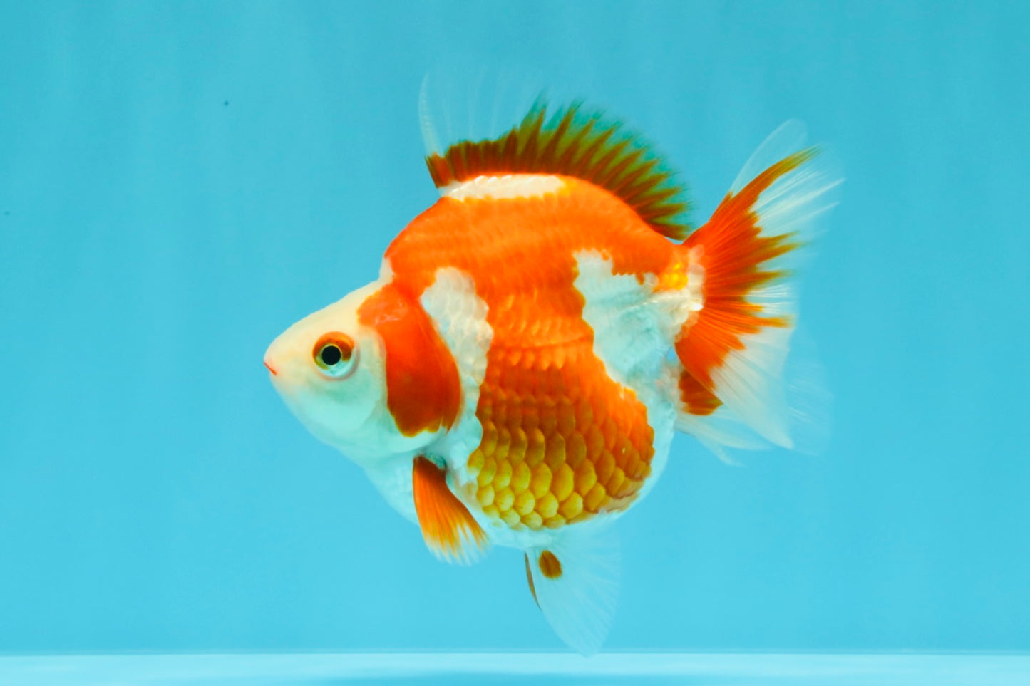 AAA Grade Red White Ryukin Female 4-4.5 inches #030626RK_16