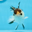 AAA Grade Panda Button Eyes Oranda Male 4.5 inches #0913OR_07