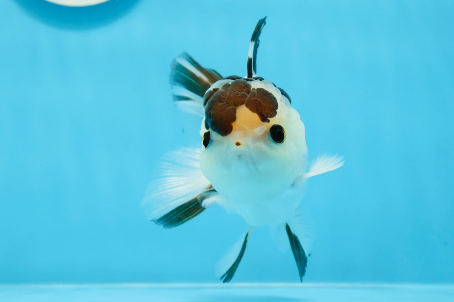 AAA Grade Panda Button Eyes Oranda Male 4.5 inches #0913OR_07