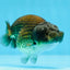 Black Copper Ranchu Female 3.5-4 inches #0726RC_31