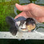 A Grade Panda Oranda Female 5 inches #1004OR_35