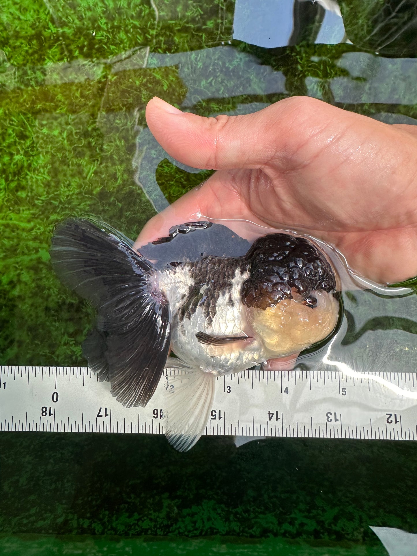 A Grade Panda Oranda Female 5 inches #1004OR_35