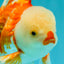 CHICKIE AAA Grade Red White Oranda Male 6 inches #072426OR_06