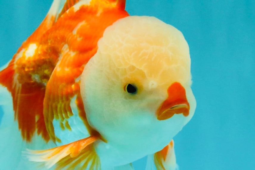 CHICKIE AAA Grade Red White Oranda Male 6 inches #072426OR_06