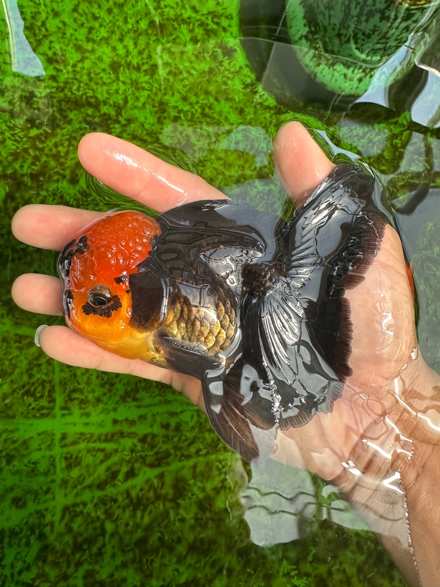 BIG HEAD AAA Grade Red Head Oranda Male 4.5-5 inches #1004OR_36