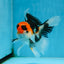 A Grade Tricolor Oranda Male 5 inches #082225OR_20