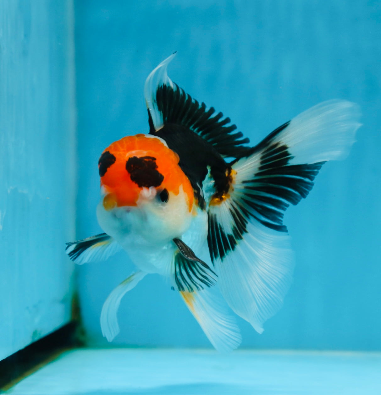 A Grade Tricolor Oranda Male 5 inches #082225OR_20