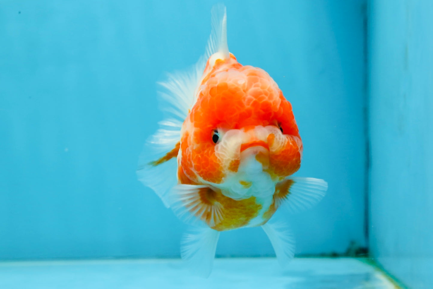 AAA Grade Cherry Sakura Yuanbao Female 4-4.5 inches #101025YB_24