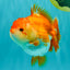 AAA Grade Red White Yuanbao Female 5 inches #062626YB_12
