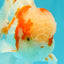 A  Grade Kohaku Red White Oranda Male 5.5-6 inches #082126OR_06