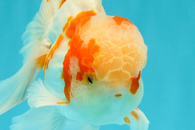 A  Grade Kohaku Red White Oranda Male 5.5-6 inches #082126OR_06