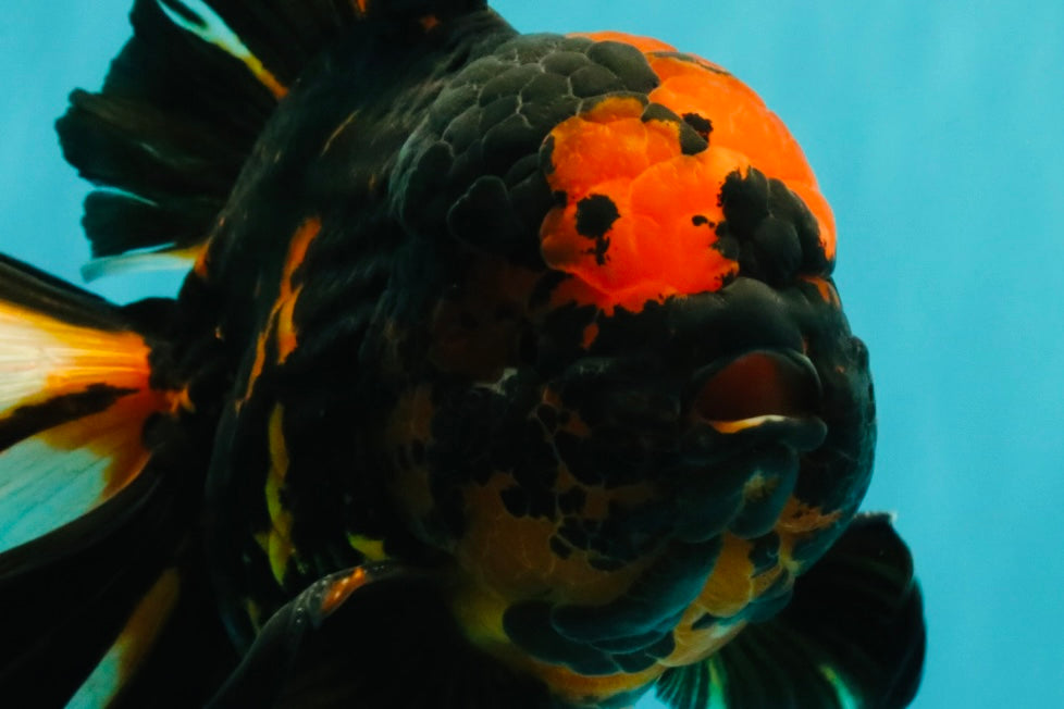A Grade Tiger Oranda Male 7.5-8 inches #101626OR_17