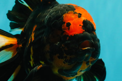 A Grade Tiger Oranda Male 7.5-8 inches #101626OR_17
