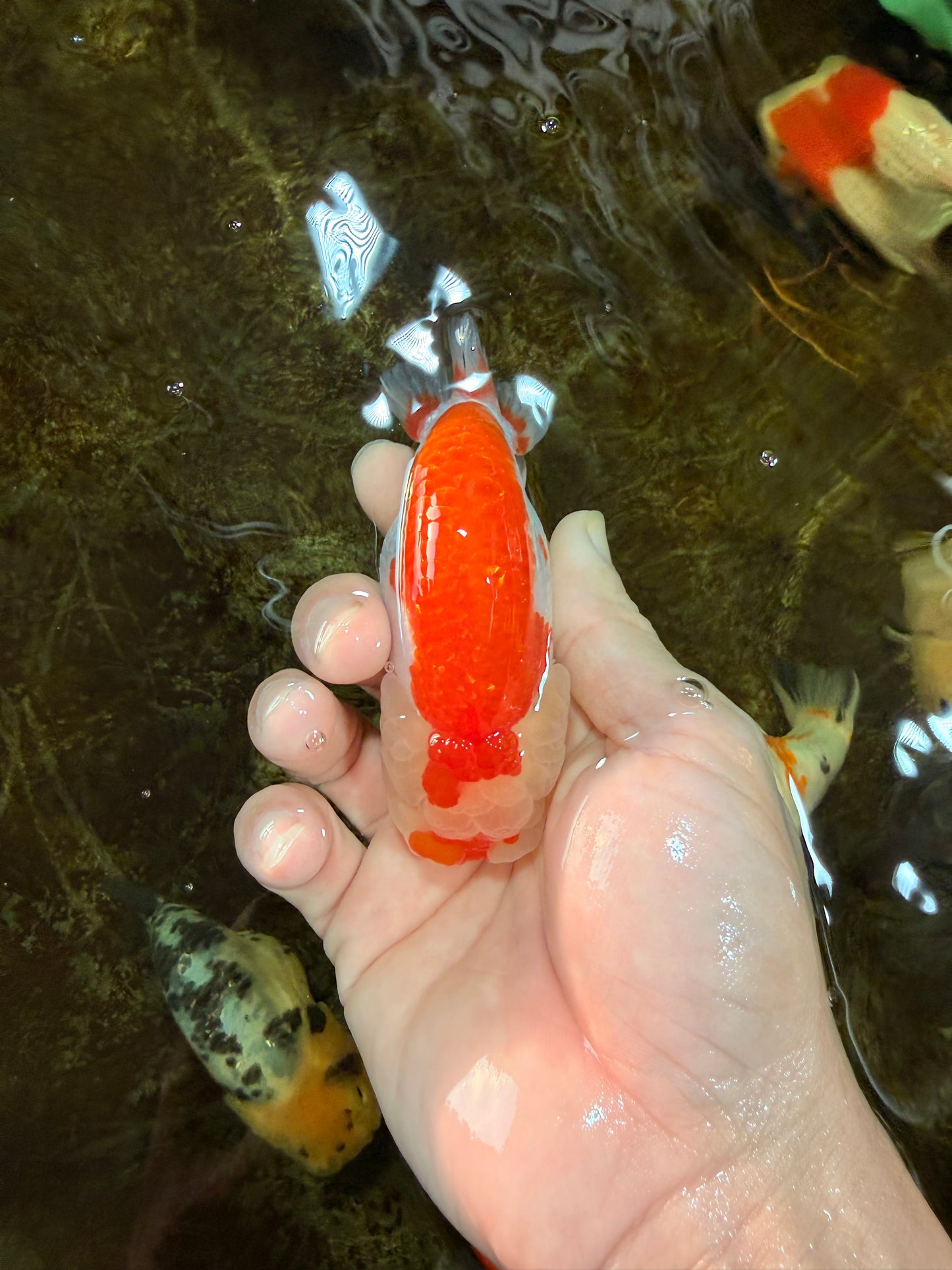 FLUFFY AAA Grade Red White LionQueen 4 inches #101725LC_02