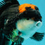 AAA Grade Tricolor Oranda Male 5.5 inches #112224OR_12