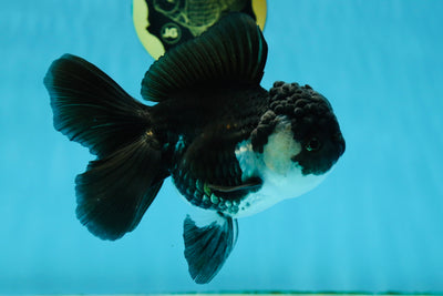 A Grade Chubby Panda Oranda Female 5.5 inches #011025OR_12