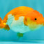 Red White Lionchu Female 4.5 inches #081426LC_14