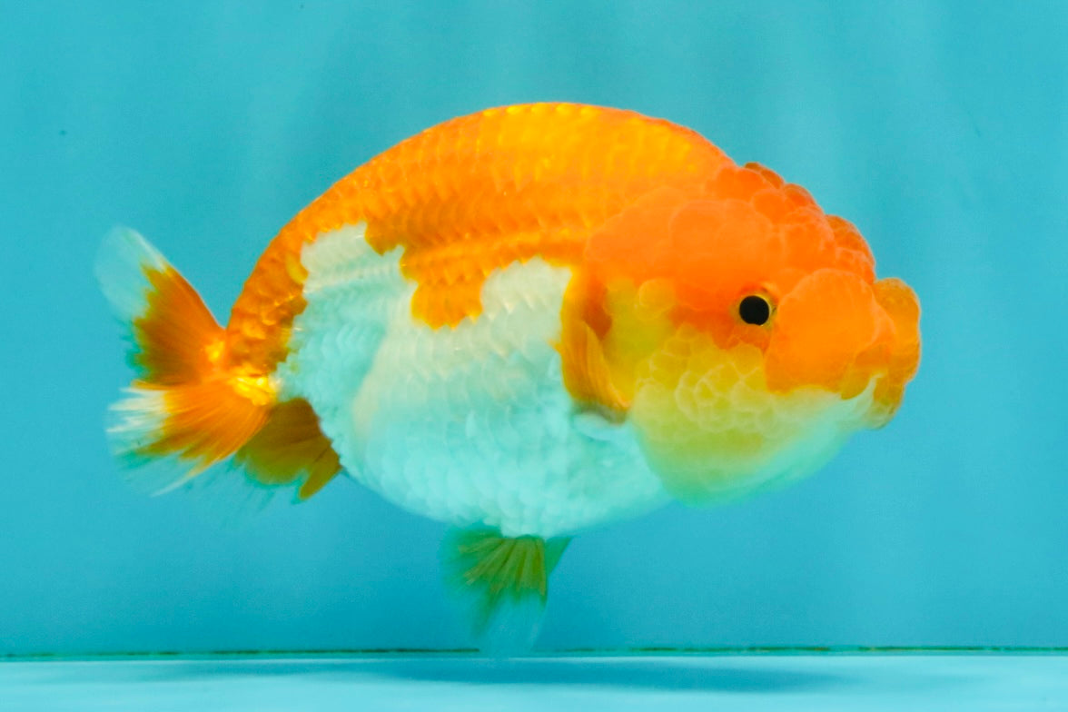 Red White Lionchu Female 4.5 inches #081426LC_14